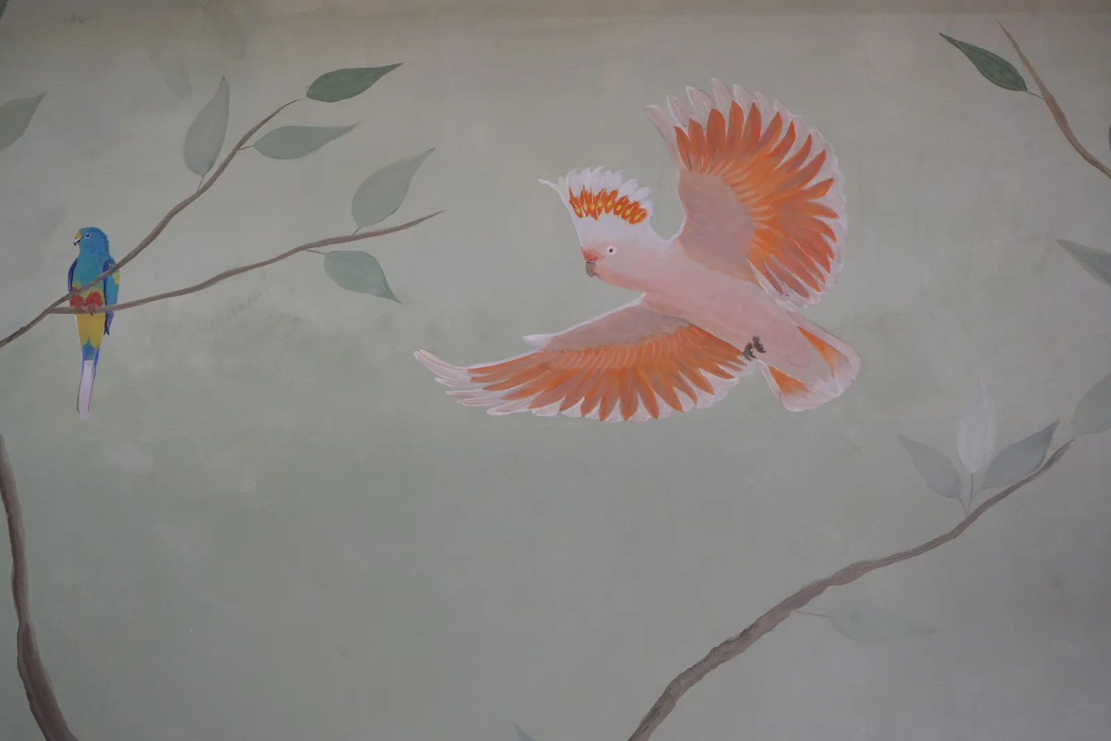 A painted cockatoo in flight with its wings fully spread and crest raised